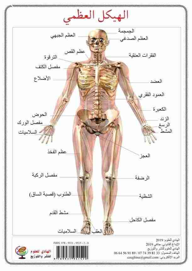 بطاقات جسم الإنسان الهادي